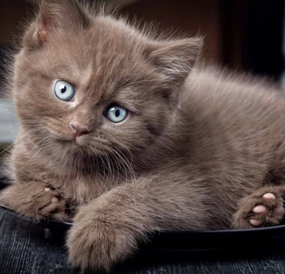 Коричневый котенок