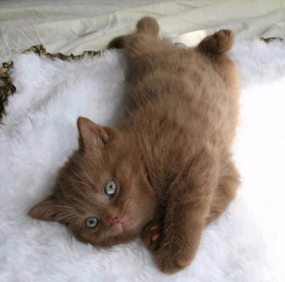 Британский короткошерстный кот цвет корица