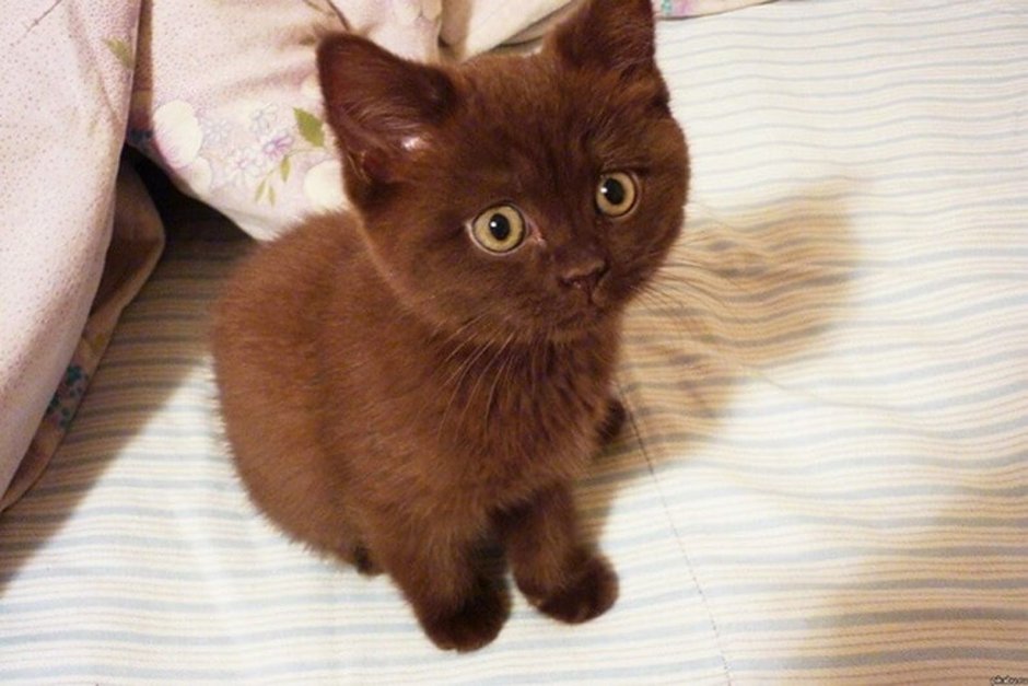 Темно коричневый котенок