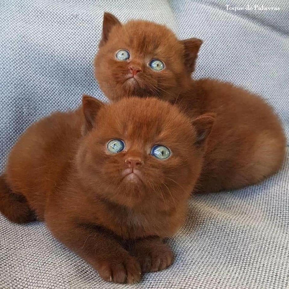 Йоркская шоколадная кошка короткошерстная