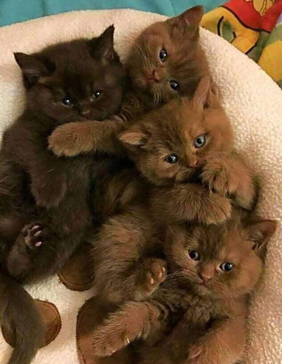 Шоколадный британец котенок