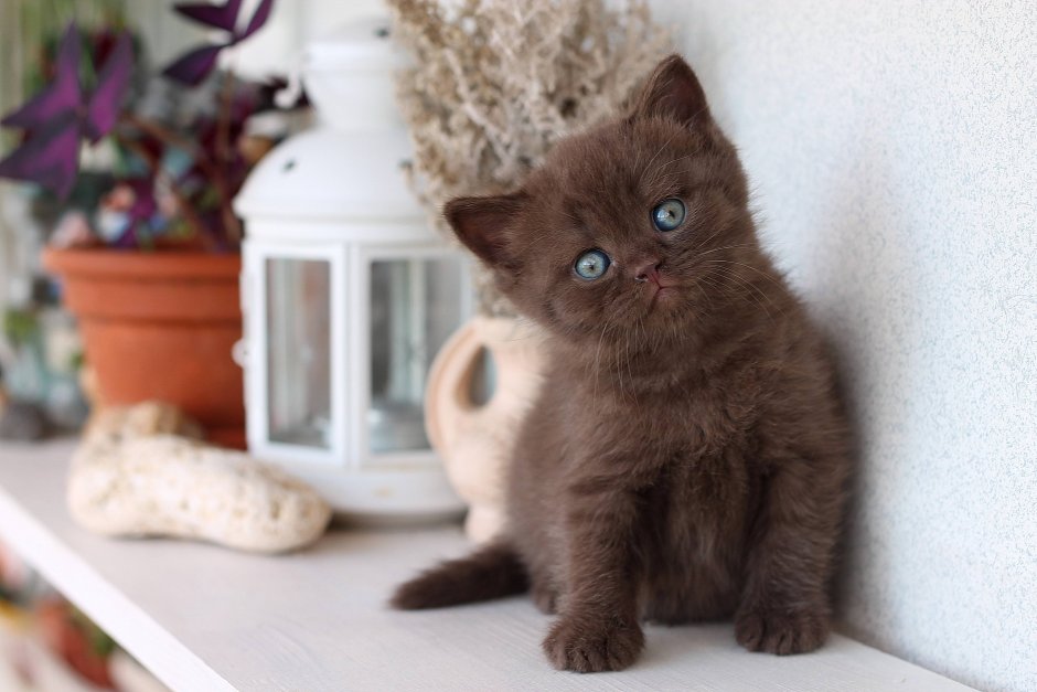 Шоколадный кот британец котенок