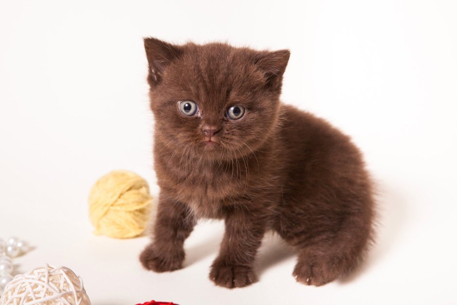 Йоркская Шотландская кошка