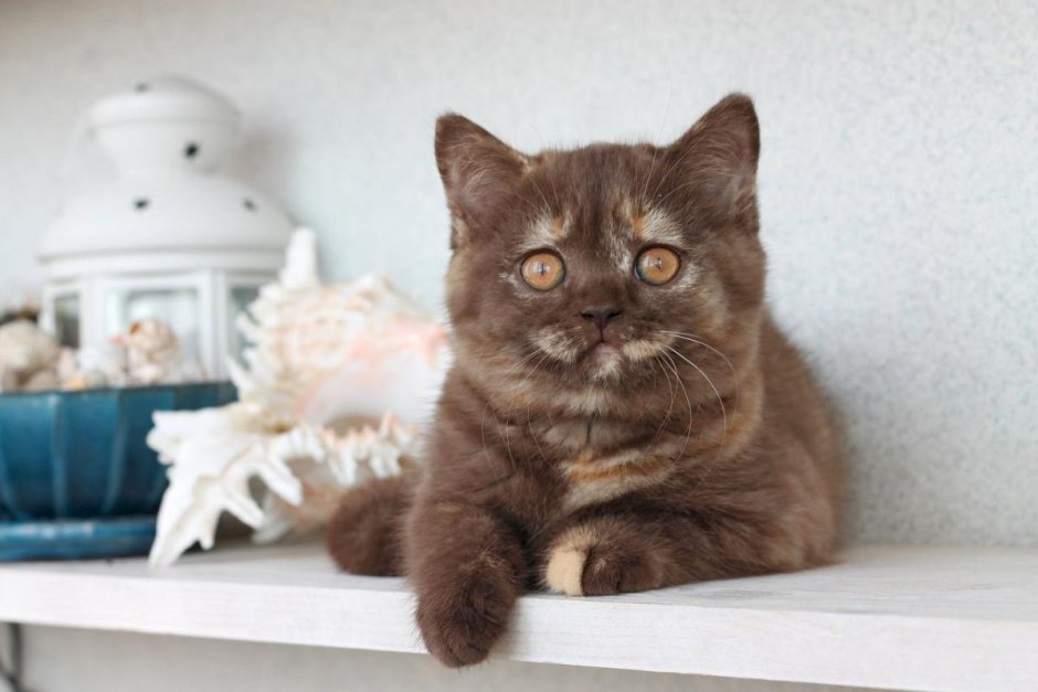 Шоколадный британец котенок