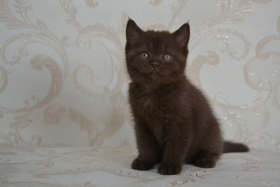 Темный шоколад котенок британский