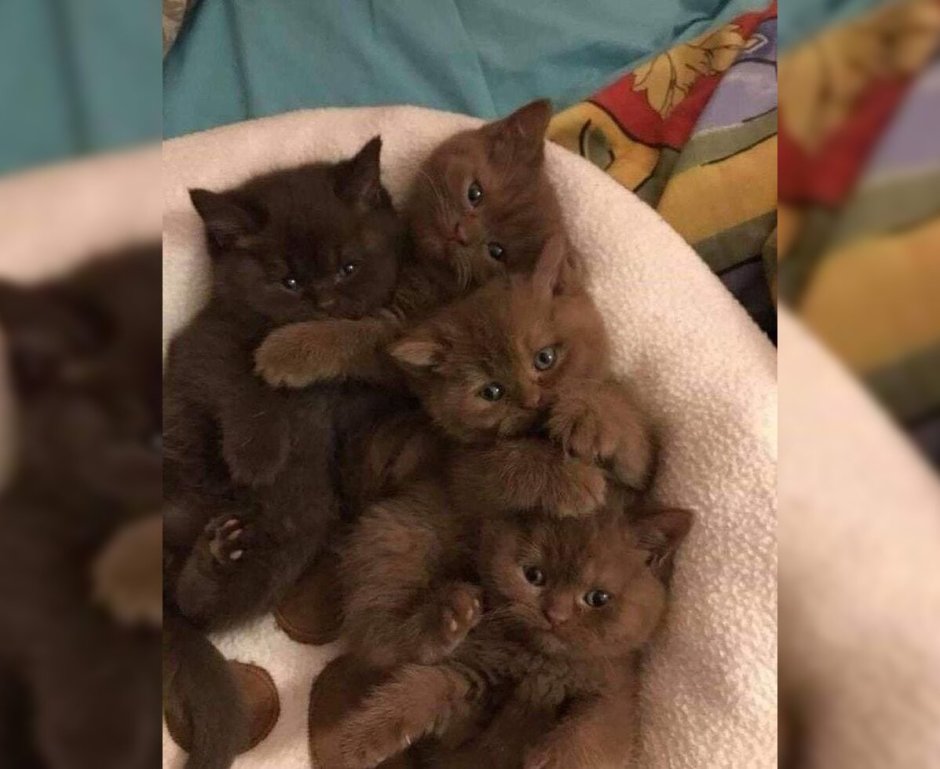 Котенок шоколадного цвета