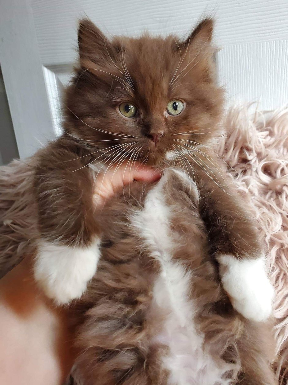 Коричневый котенок