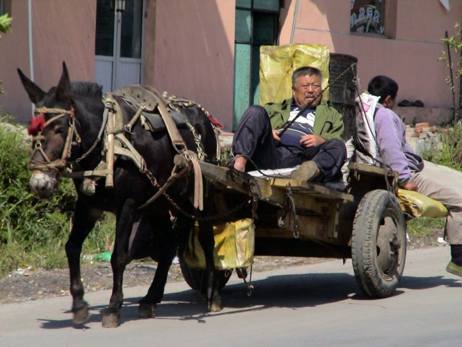 Ишак с повозкой