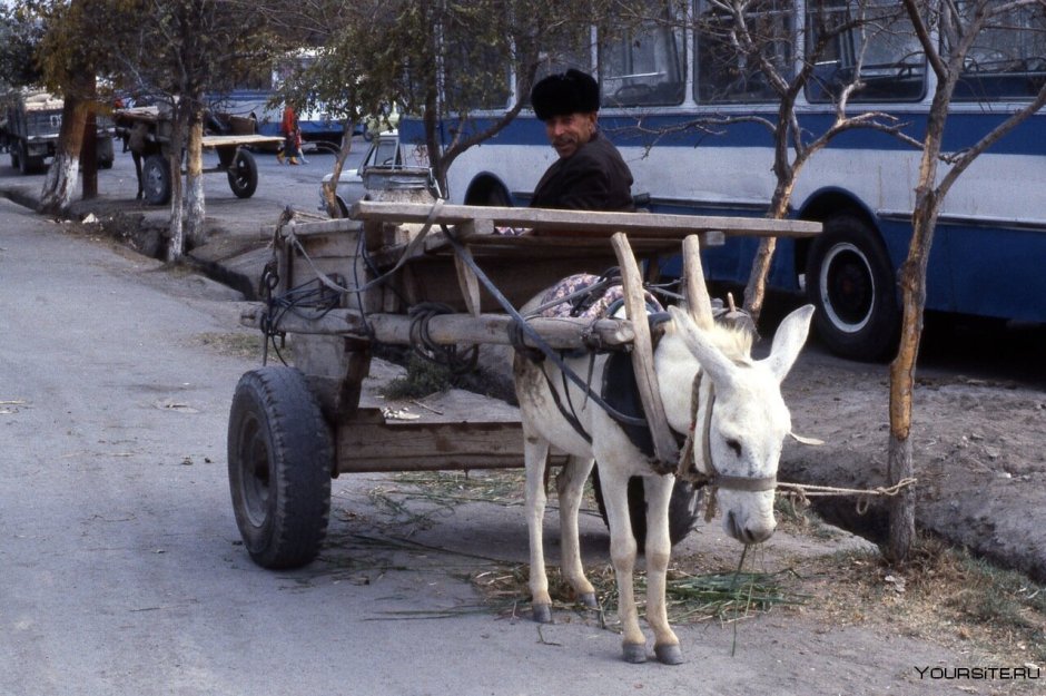 Ишак арба в Узбекистане