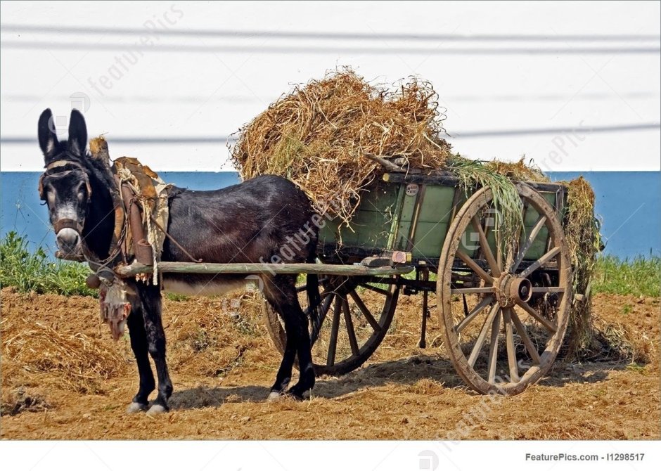 Осел с телегой