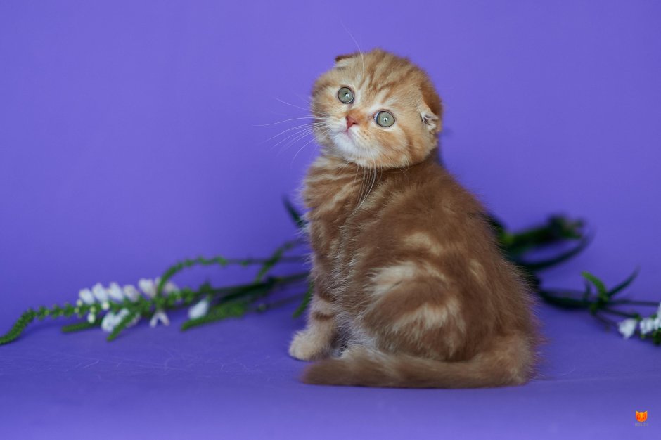 Шотландский скоттиш циннамон
