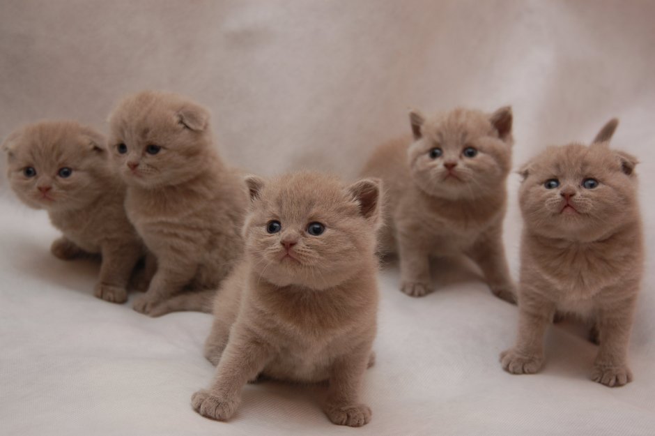 Лиловый котенок шотландец