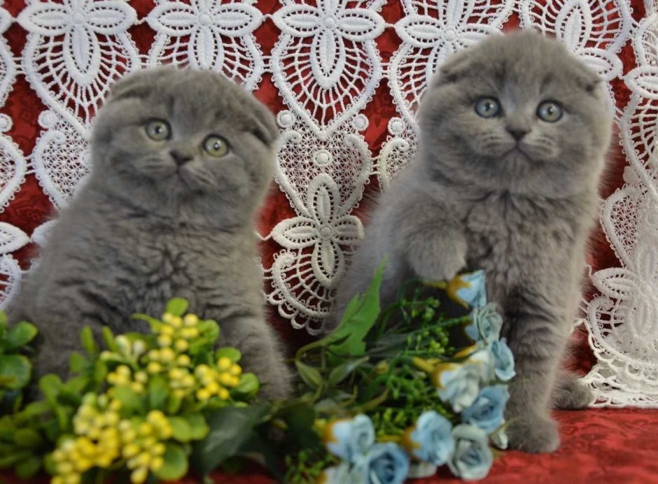 Кошечка Шотландская плюшевая вислоухая