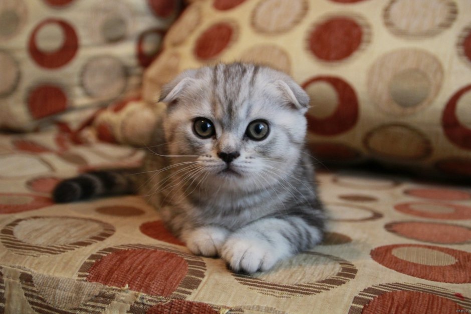 Шотландский скоттиш фолд тигровый