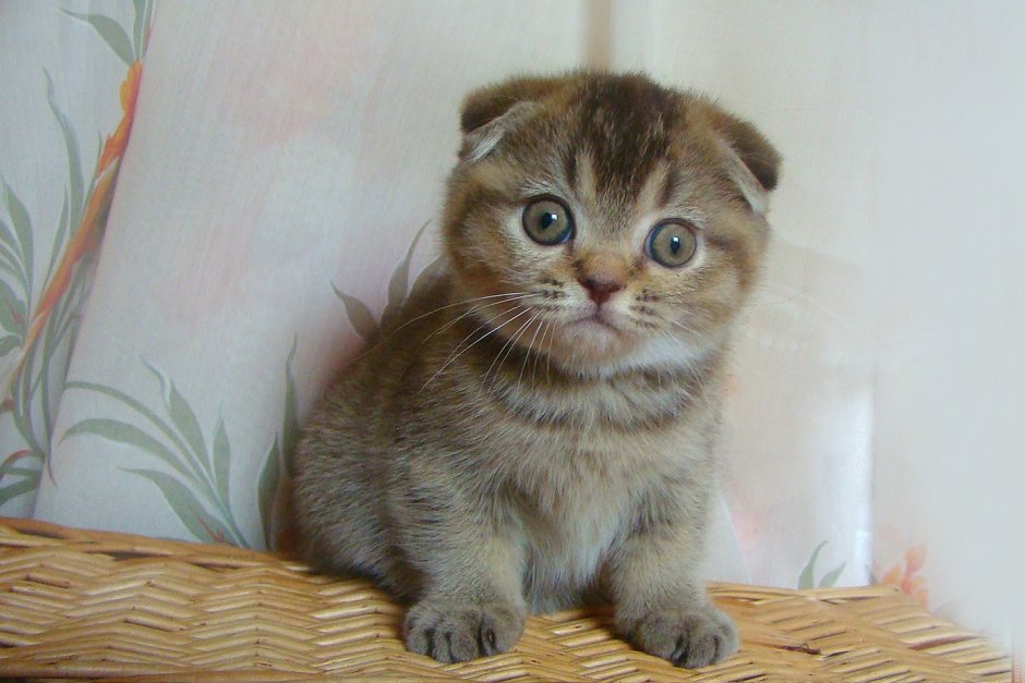 Шотландская вислоухая кошка n25