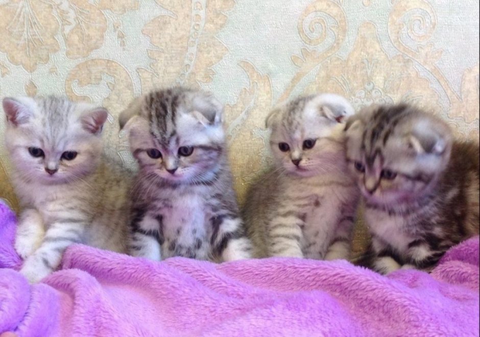 Шотландская вислоухая короткошёрстная кошка котята