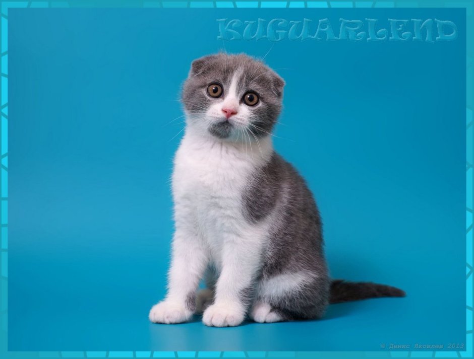 Скоттиш фолд шоколадный