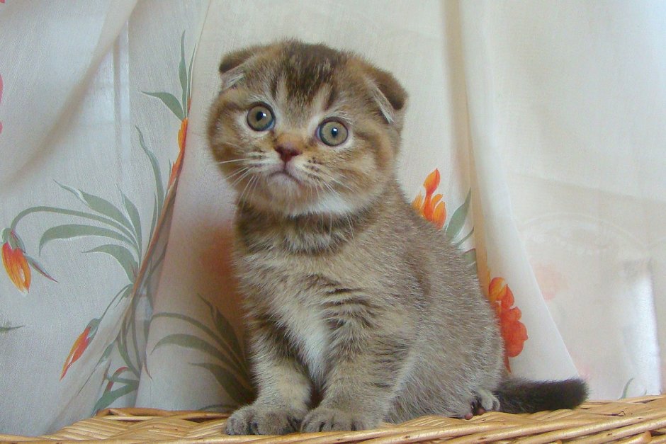 Шотландская вислоухая кошка вискас