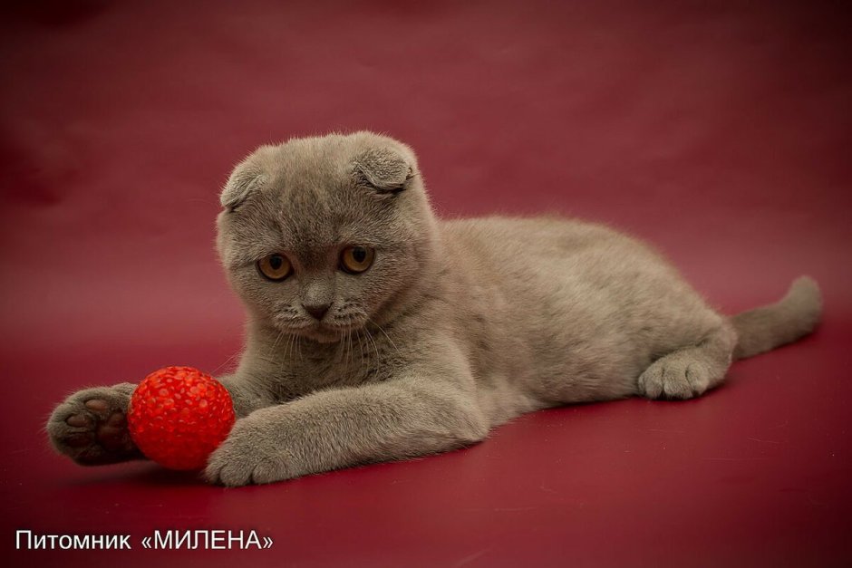 Лиловый шотландский скоттиш фолд