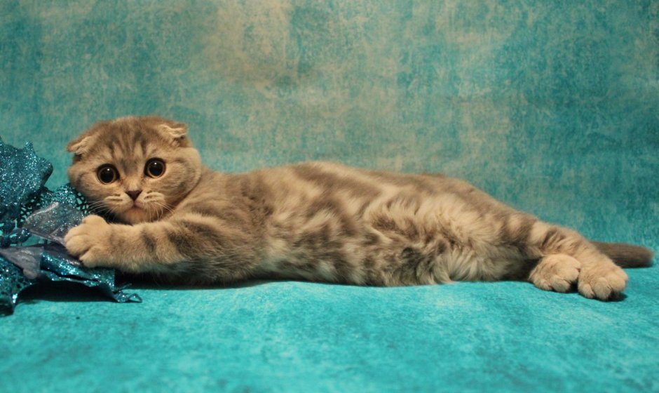 Скоттиш фолд Браун табби