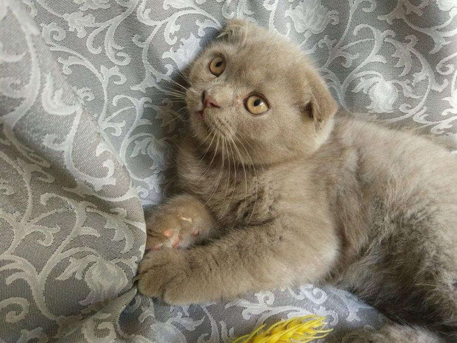 Шотландские вислоухие котята вискас