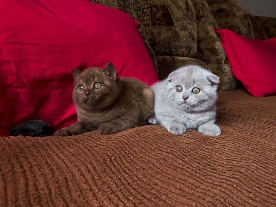 Шотландская вислоухая кошка котенок