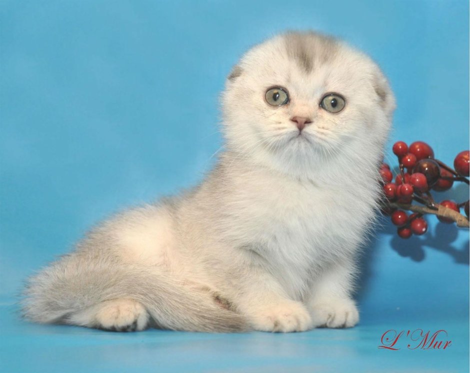 Скоттиш фолд котята
