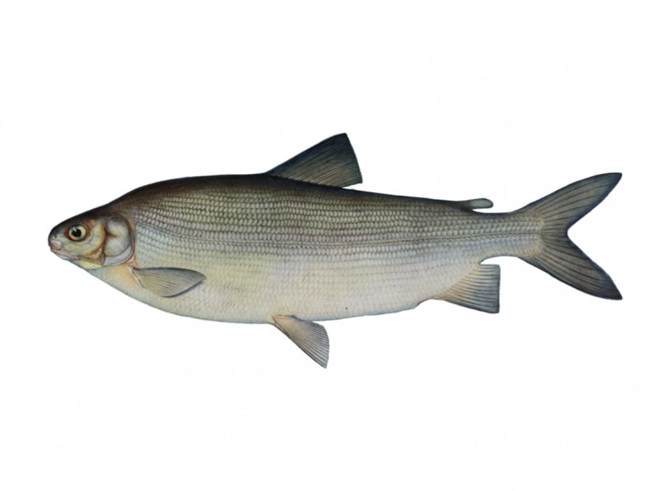Чир - Coregonus Nasus