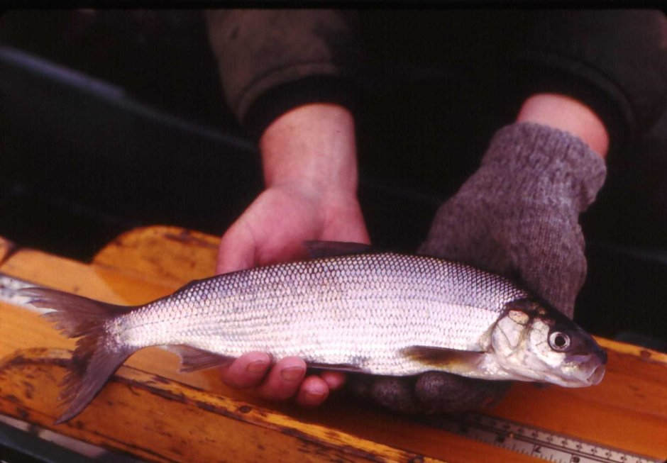 Нельма Stenodus leucichthys Nelma