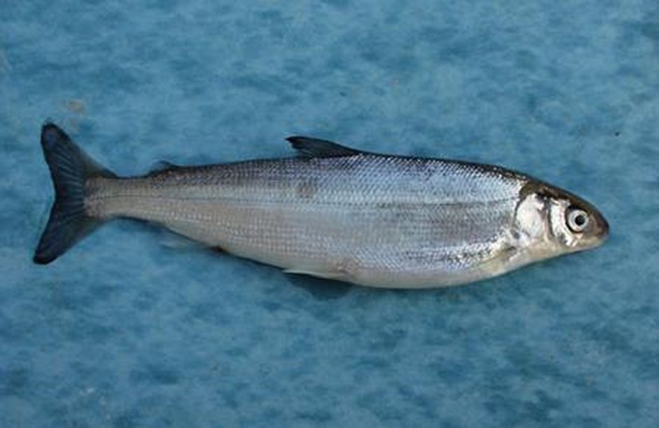 Сибирский хариус Колыма