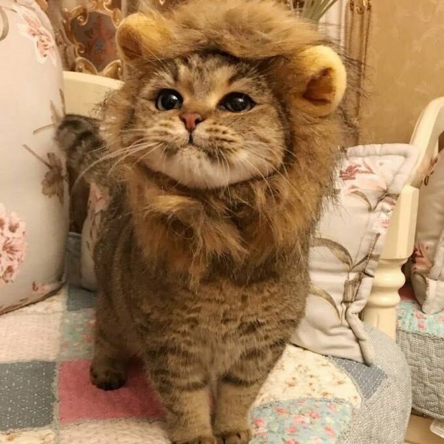 Гималайский карликовый Лев