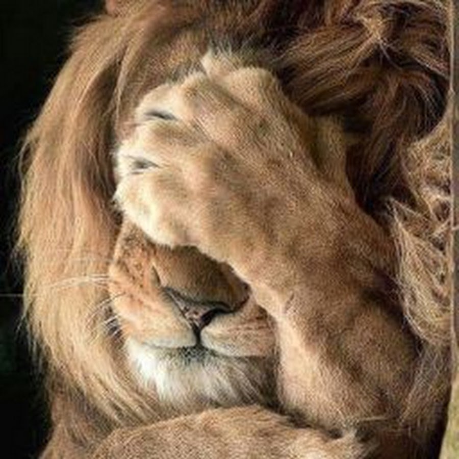 Лохматый Лев