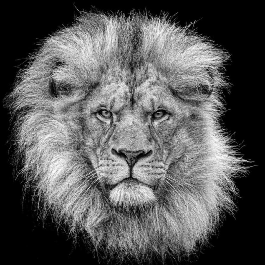 Лев Инстаграм