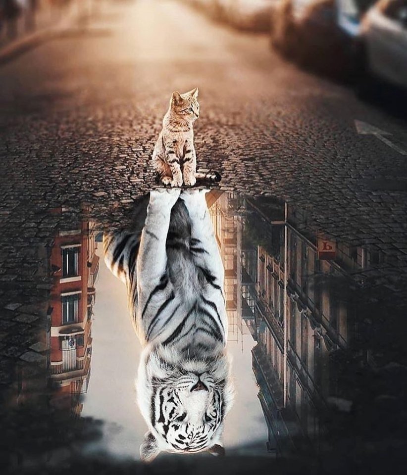 Котёнок и отражение тигра