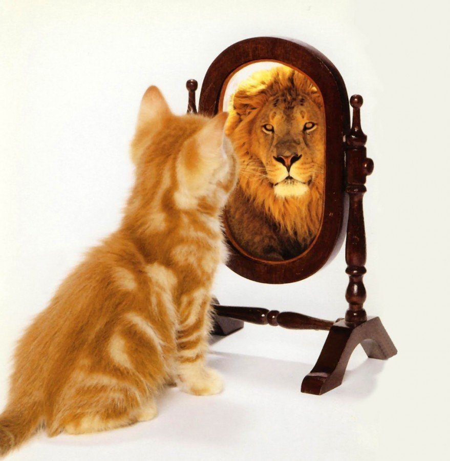 Кот в зеркале тигр