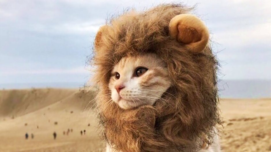 Кошка в костюме Льва