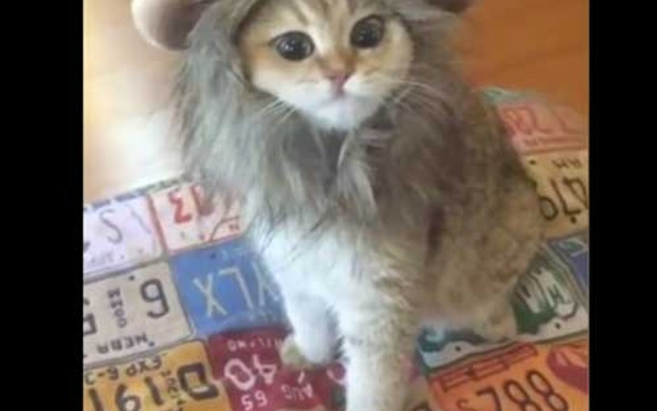 Смешилки коты с озвучкой