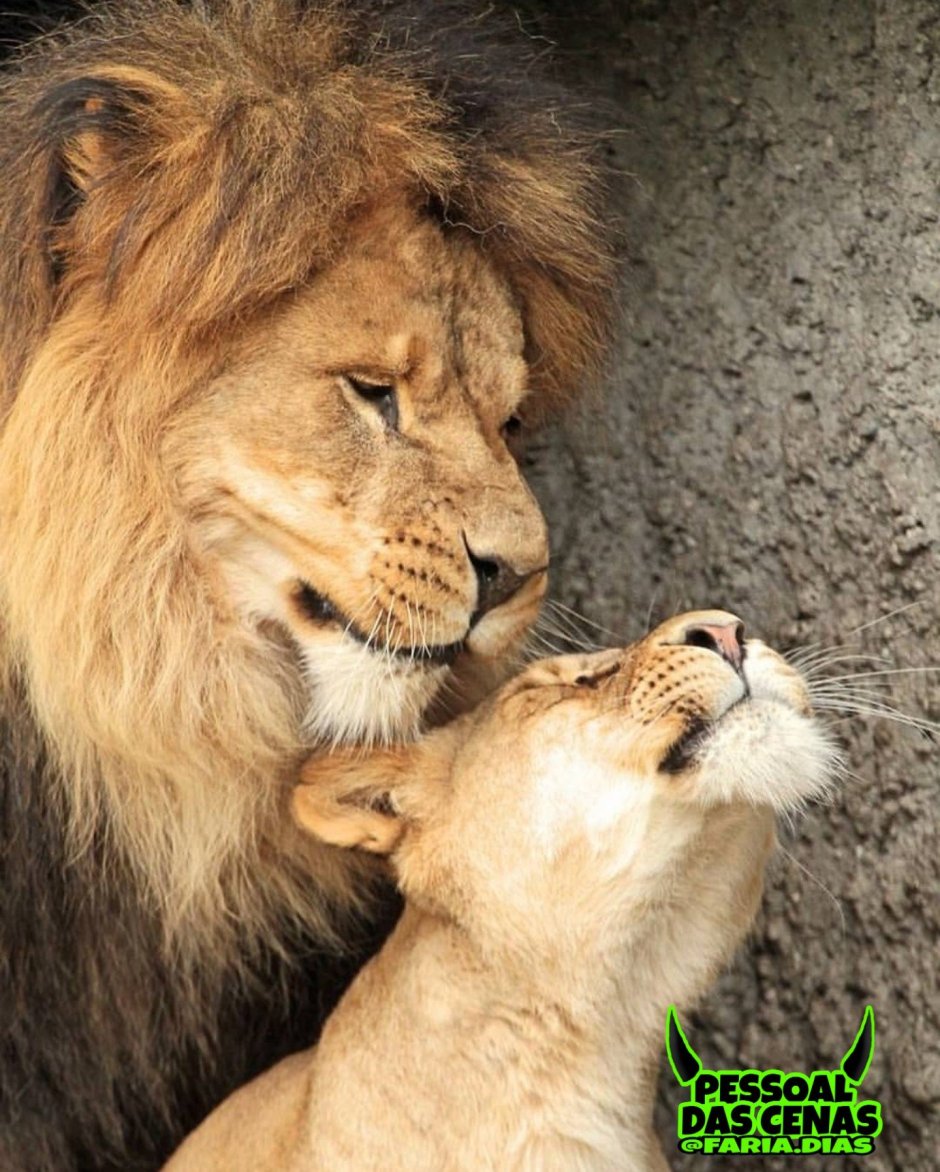 Лев котиков Новосибирск