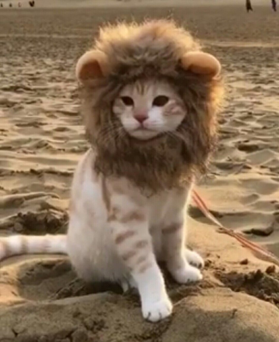 Котик с гривой