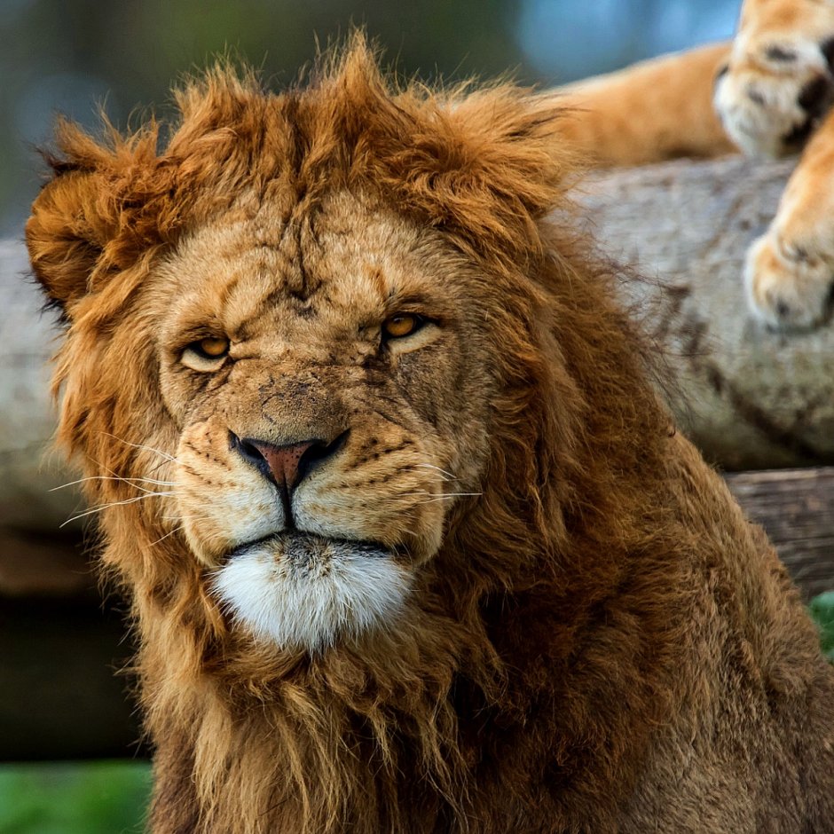 Маленькие тигрята и львята