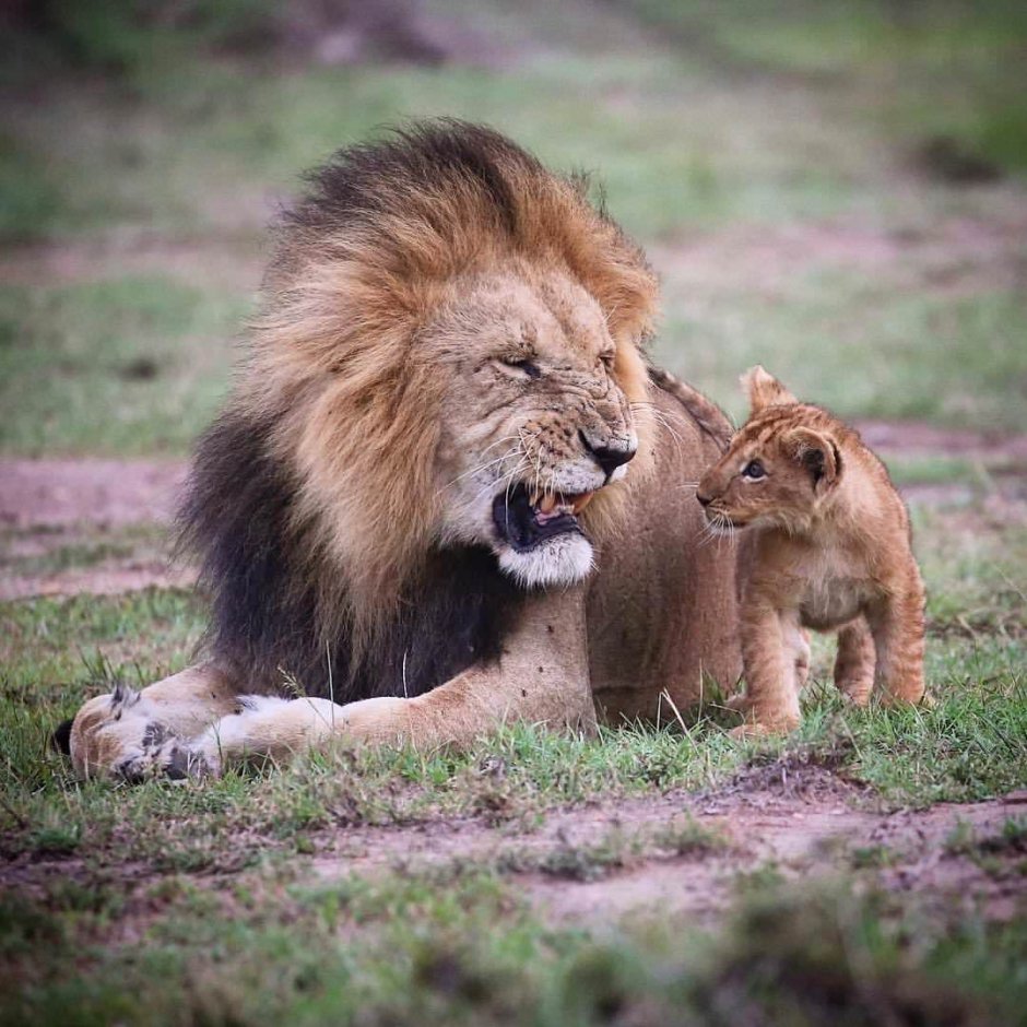 Львица кусает Льва за яйца