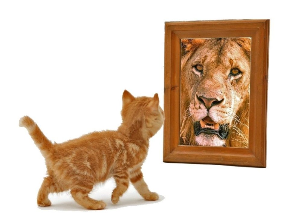 Кот Симба жив