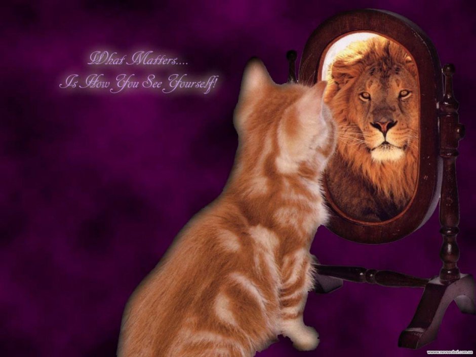 Котёнок и отражение тигра