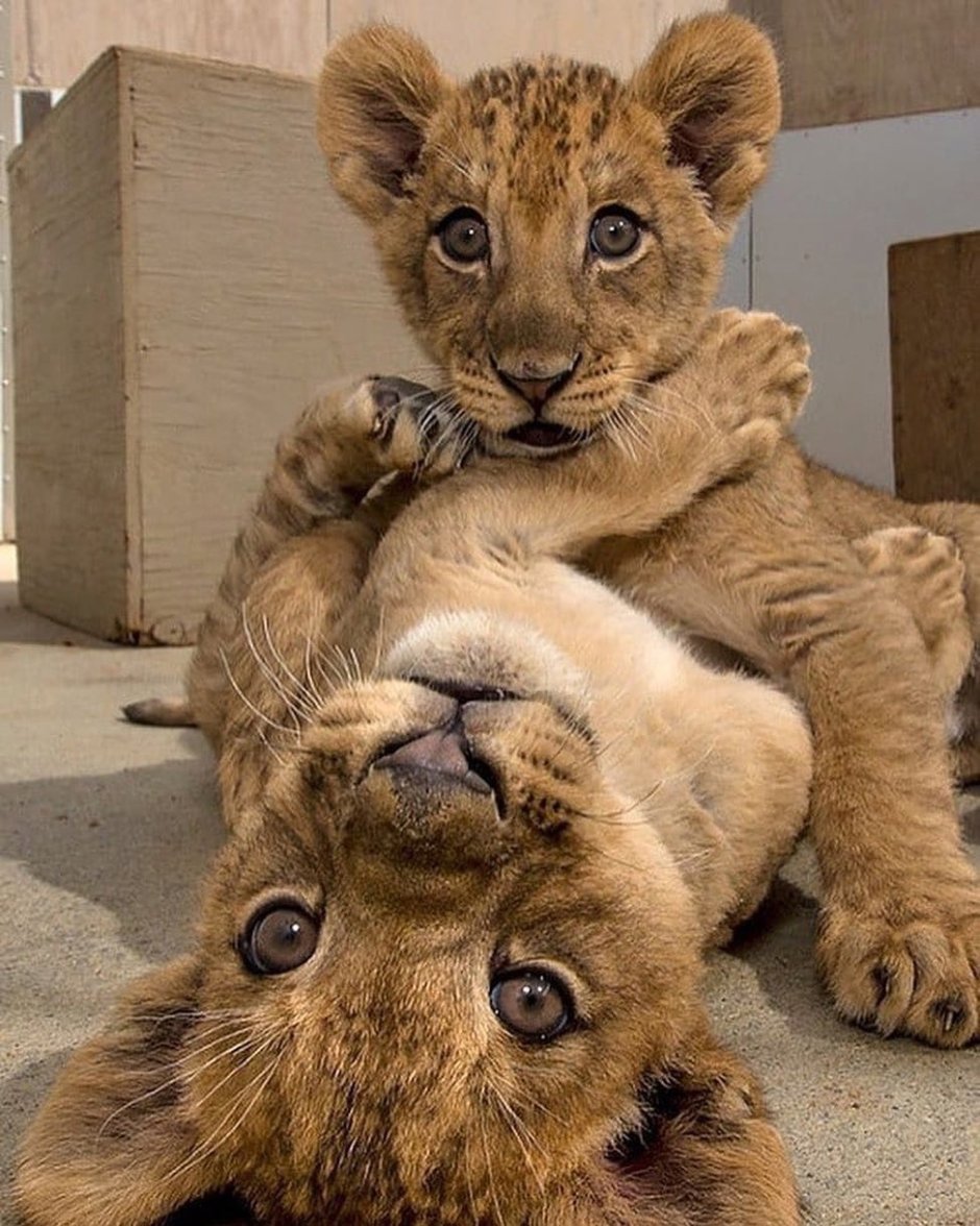 Отражение Льва в зеркале