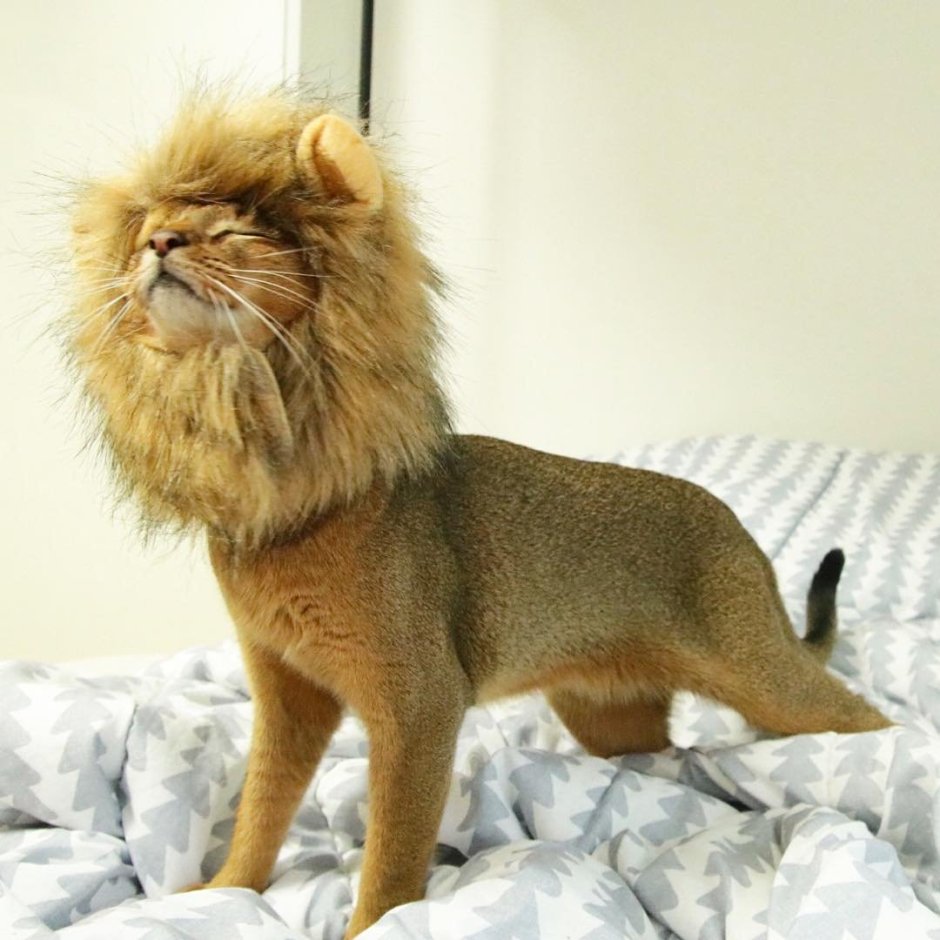 Стрижка Мейн куна под Льва