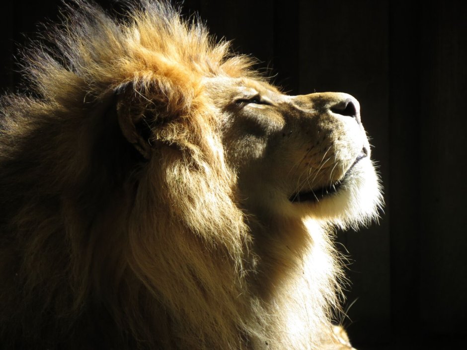 Перс экзот стрижка