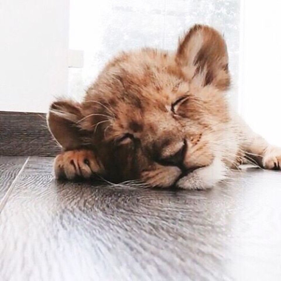 Прежде чем сравнивать себя со львами волками