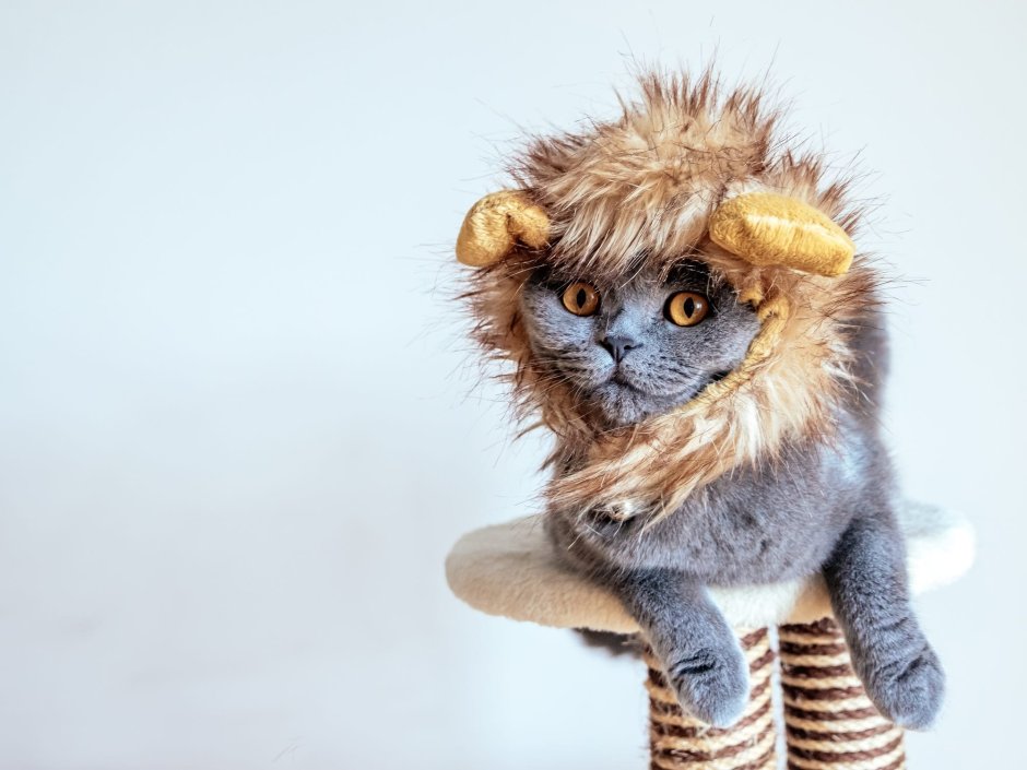 Мания величия кот