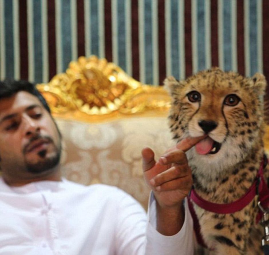 Лев в Дубае