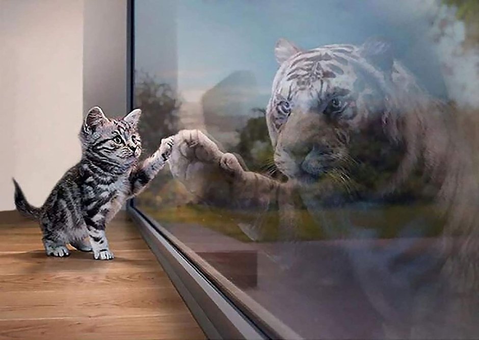 Отражение тигра в зеркале